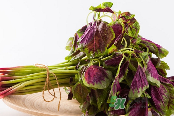 野莧菜孕婦能吃嗎？莧菜和野莧菜的區(qū)別