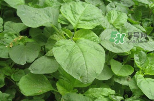 野莧菜怎么做好吃？野莧菜怎么保存