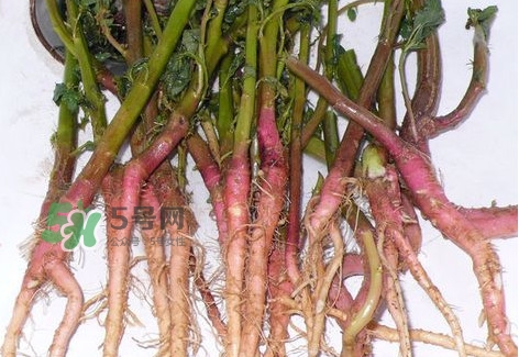 莧菜留根能長么？莧菜根為什么腌制前要水泡一整天