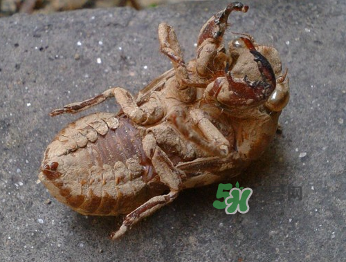 知了殼可以泡酒嗎？知了殼泡酒有什么功效？