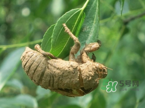 知了殼可以泡酒嗎？知了殼泡酒有什么功效？