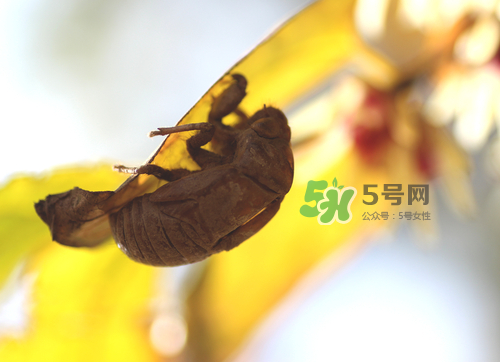 知了殼可以泡酒嗎？知了殼泡酒有什么功效？