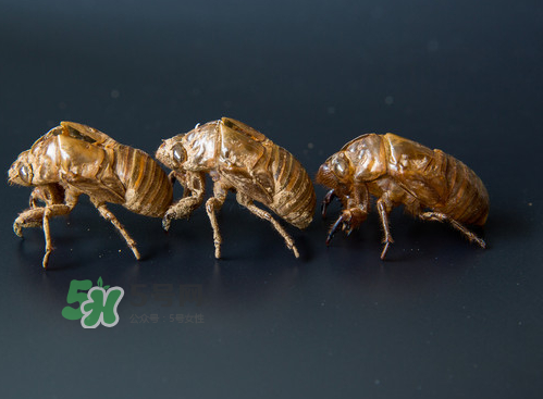 知了殼能治過敏性鼻炎嗎？知了殼可以治過敏性鼻炎嗎？