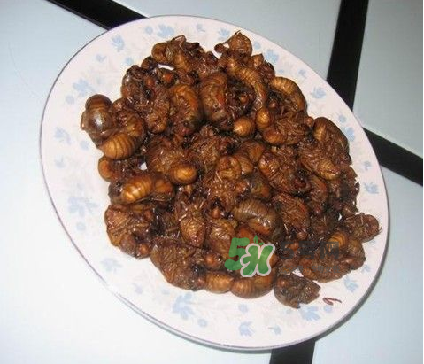 吃金蟬過敏怎么辦？吃金蟬為什么會過敏？