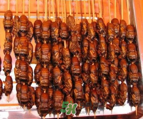 吃金蟬過敏怎么辦？吃金蟬為什么會過敏？