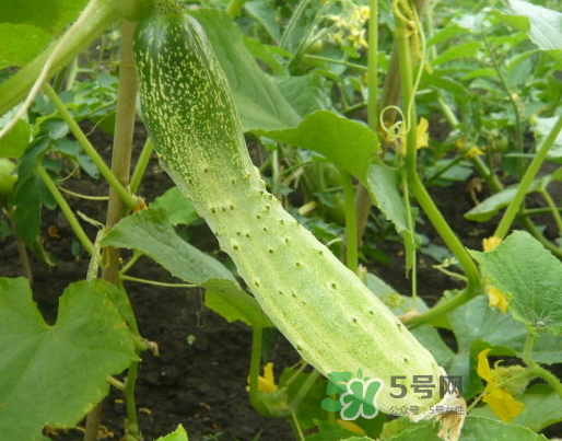 立秋可以種什么菜？立秋后可以種什么菜？