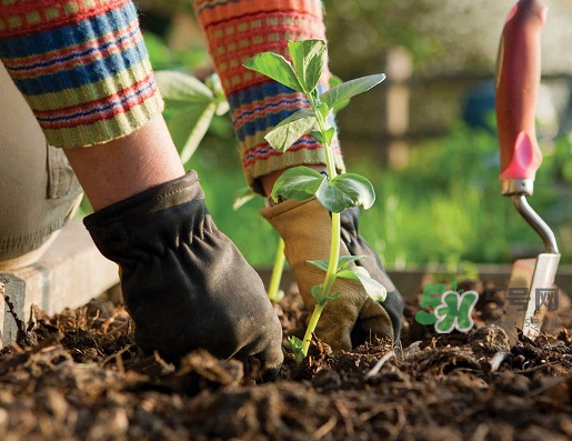 立秋可以種什么菜？立秋后可以種什么菜？