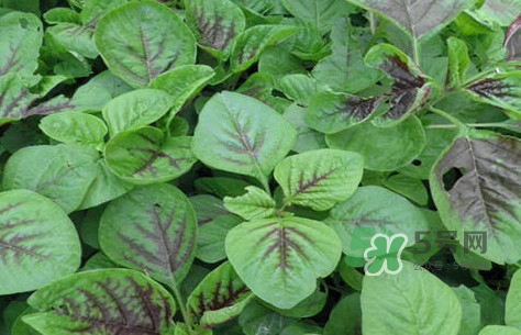 炒野莧菜要焯水嗎？野莧菜和山藥能在一起吃嗎