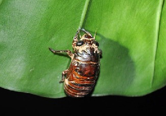 知了殼能治過敏性鼻炎嗎？知了殼可以治過敏性鼻炎嗎？