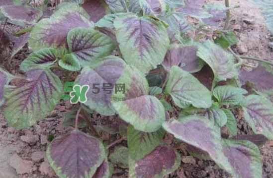 野莧菜有毒嗎？野莧菜怎么吃