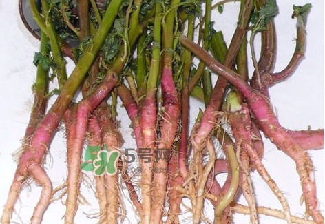 莧菜根要去除嗎？莧菜根怎么吃