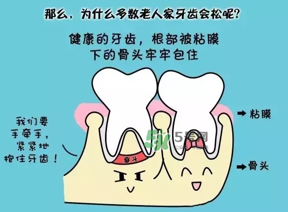 牙齒松動會自己好嗎？牙齒松動會自己掉嗎