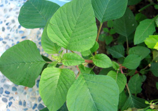 野莧菜什么人不能吃？野莧菜不能和什么一起吃