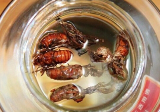 知了殼可以泡酒嗎？知了殼泡酒有什么功效？