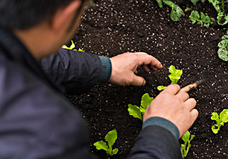 立秋可以種什么菜？立秋后可以種什么菜？