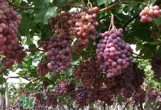 馬陸葡萄多少錢一斤？馬陸葡萄什么時(shí)候上市