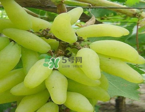 金手指葡萄多少錢一斤？金手指葡萄可以盆栽嗎