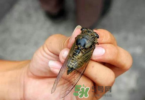 知了猴和知了哪個(gè)更好吃？知了猴和知了的區(qū)別