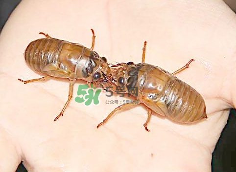 知了猴和知了哪個(gè)更好吃？知了猴和知了的區(qū)別