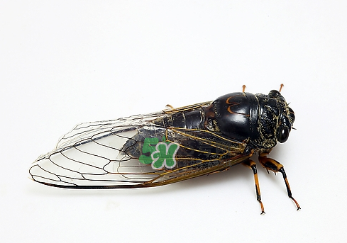 知了猴和知了哪個(gè)更好吃？知了猴和知了的區(qū)別