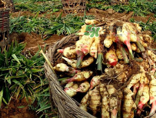 立秋能吃姜嗎？立秋后能吃姜嗎？