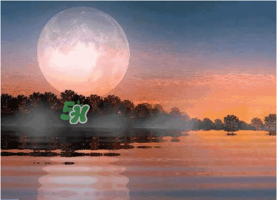 酸菜牛蛙月餅多少錢？酸菜牛蛙月餅好吃嗎？