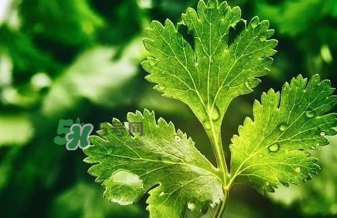 glico香菜百力滋好吃嗎？香菜百力滋多少錢