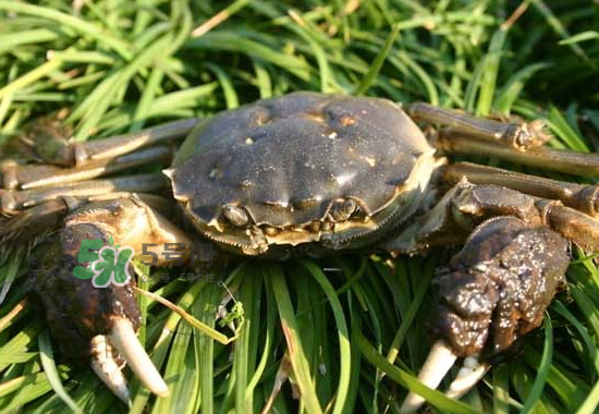 河蟹多少錢一斤2017？2017河蟹價(jià)格