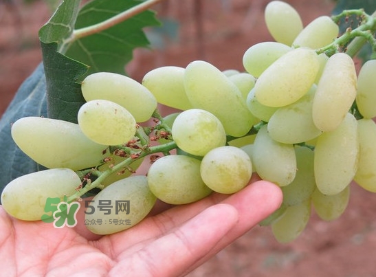 金手指葡萄多少錢一斤？金手指葡萄可以盆栽嗎