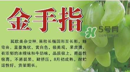 金手指葡萄有籽嗎？金手指葡萄有核嗎