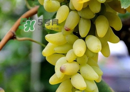 金手指葡萄是不是轉(zhuǎn)基因品種？美人指與金手指葡萄的區(qū)別