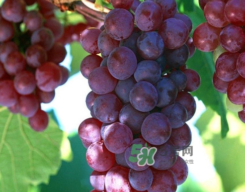 馬陸葡萄多少錢一斤？馬陸葡萄什么時(shí)候上市