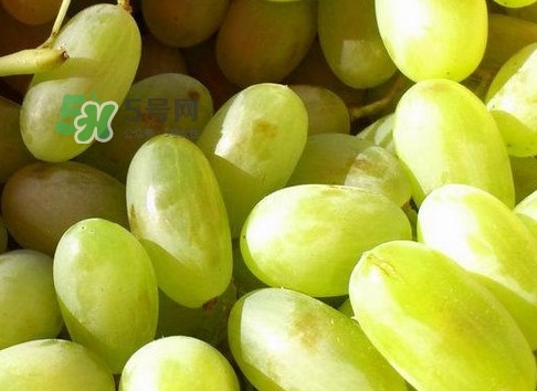 馬奶葡萄是只有新疆有嗎？綠馬奶葡萄為什么發(fā)澀