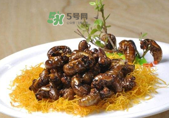 立秋后的金蟬能吃嗎？立秋后還有金蟬嗎？