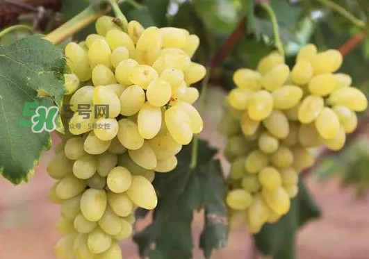金手指葡萄多少錢一斤？金手指葡萄可以盆栽嗎