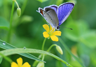 閏六月為什么熱？2017閏六月會多熱一個月嗎？