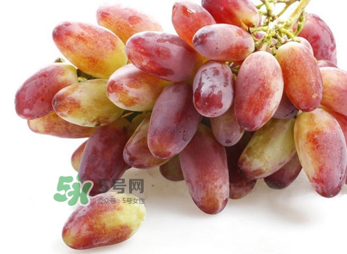 金手指葡萄是不是轉(zhuǎn)基因品種？美人指與金手指葡萄的區(qū)別