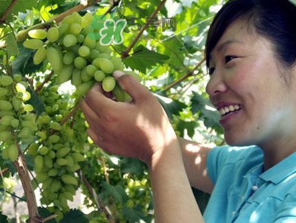 金手指葡萄到底有什么缺點？金手指葡萄什么時候成熟