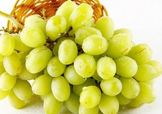 馬奶葡萄是只有新疆有嗎？綠馬奶葡萄為什么發(fā)澀