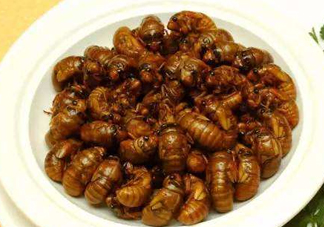 立秋后的知了還能吃嗎？立秋還有知了猴嗎？