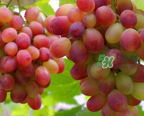 馬陸葡萄多少錢一斤？馬陸葡萄什么時(shí)候上市