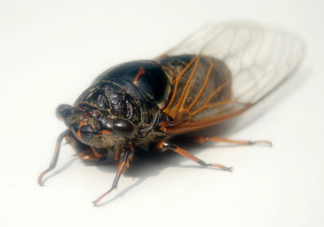 知了猴和知了哪個(gè)更好吃？知了猴和知了的區(qū)別