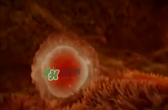 懷孕初期怎么保胎？陰道出血是流產(chǎn)征兆嗎？