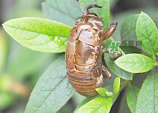 金蟬殼有什么藥用價(jià)值？金蟬殼的功效與作用