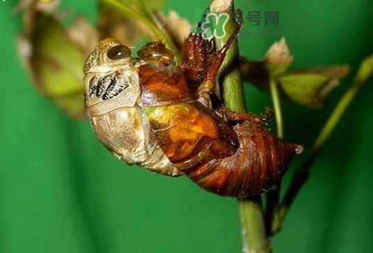 金蟬殼有什么藥用價(jià)值？金蟬殼的功效與作用