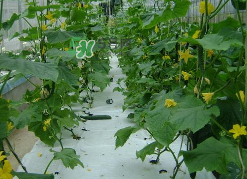 8月份能種黃瓜嗎？八月份能種黃瓜嗎？