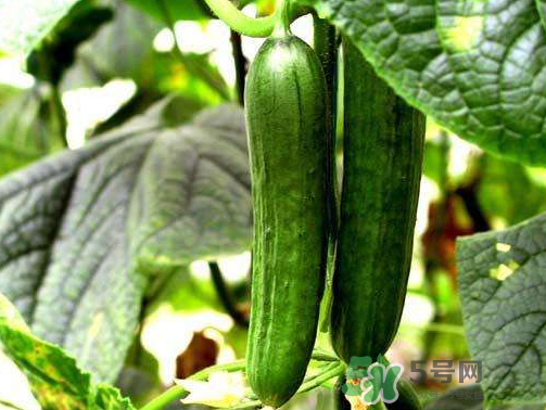 8月份能種黃瓜嗎？八月份能種黃瓜嗎？