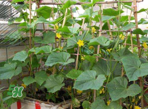 8月份能種黃瓜嗎？八月份能種黃瓜嗎？