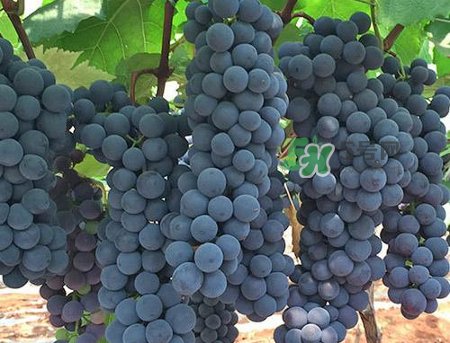 夏黑葡萄有籽嗎？夏黑葡萄好吃嗎？