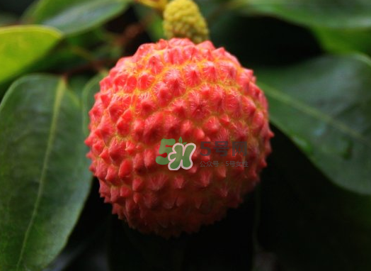 九月份還有荔枝嗎？荔枝幾月份沒有？